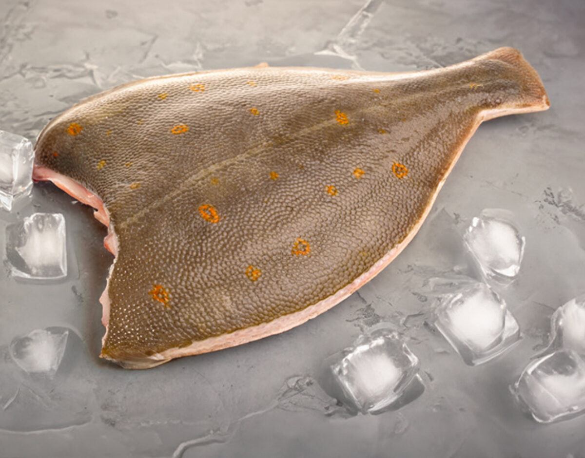 Fish flatfish