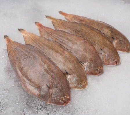 Fish cod