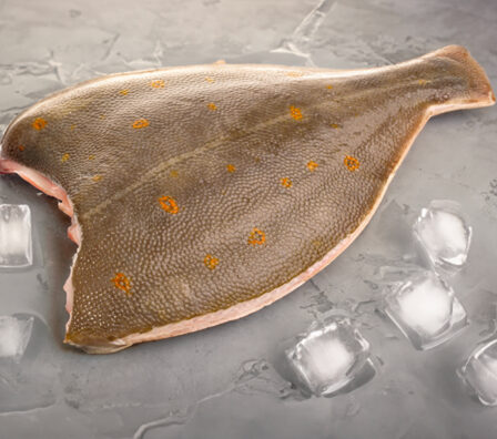Fish flatfish